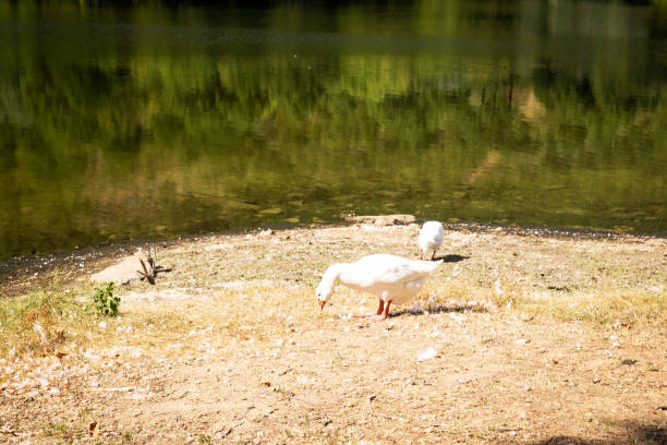 geese group on the shore of a river resting and eating