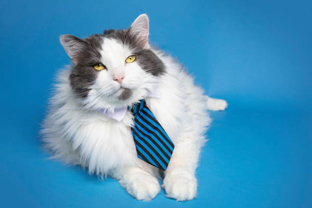 istock Cute Cat in Blue Striped Tie 1146703925