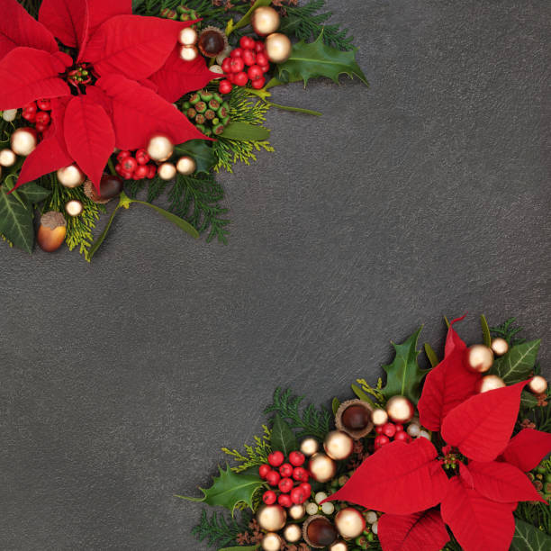 istock Christmas Poinsettia Flower Border 1146705464
