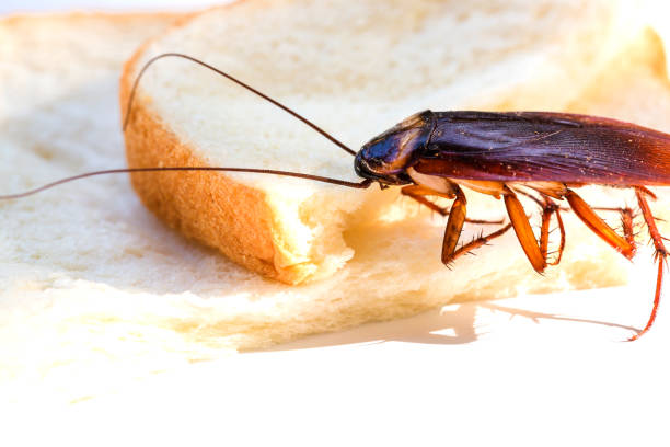 Close up of cockroach on a slice of bread Close up of cockroach on a slice of bread, Cockroach eating whole wheat bread on white background(Isolated background), Insects and germs concepts animal abdomen photos stock pictures, royalty-free photos & images