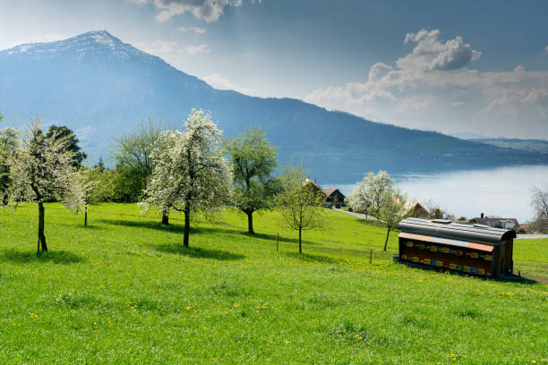 apiary for beekeping in midst of meadows with blossoming cherry and apple trees and a great view of a lake and mountains behind