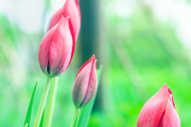 pink closed tulips selective focus flowers in the garden on a green background in the spring outdoors