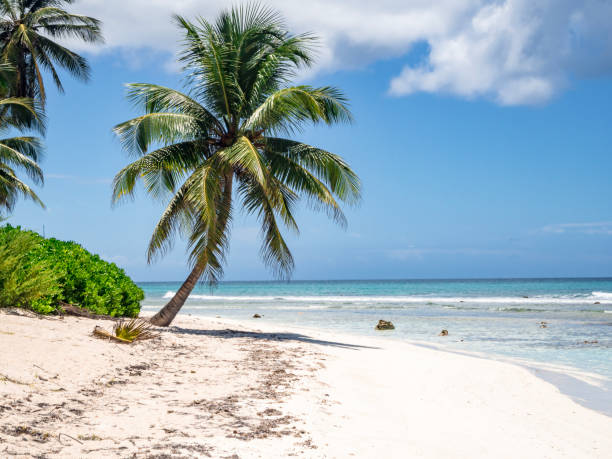 istock Beautiful palm on the Carribean beach 1146709096