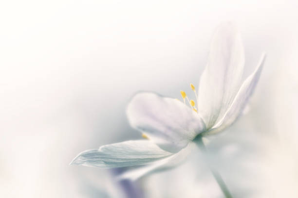 Beautiful spring flower wood anemones  from sweden nature