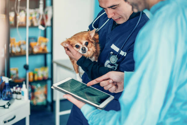 Two experienced veterinarians examining an x ray image. Two experienced veterinarians examining an x ray image on display of digital tablet. animal welfare photos stock pictures, royalty-free photos & images