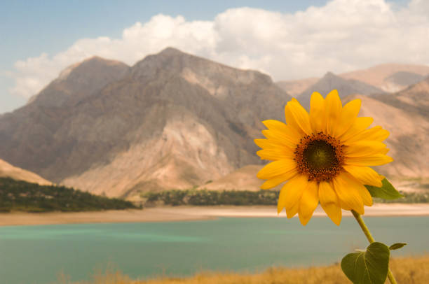 istock sunflower against the sky 1146712477