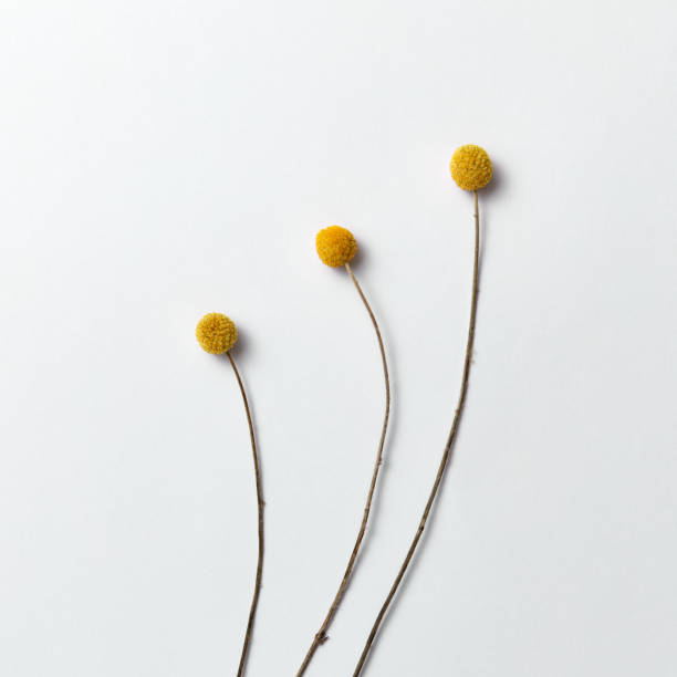 istock Three long yellow natural flowers on a light background. Floral pattern as a greeting card. 1146716725