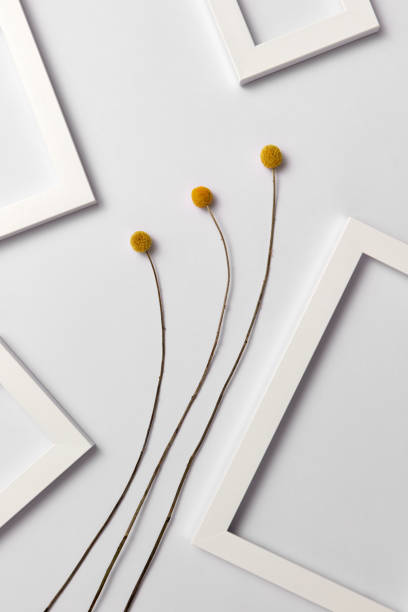 istock Decorative composition with natural yellow flowers and empty frames on a light background. 1146716733