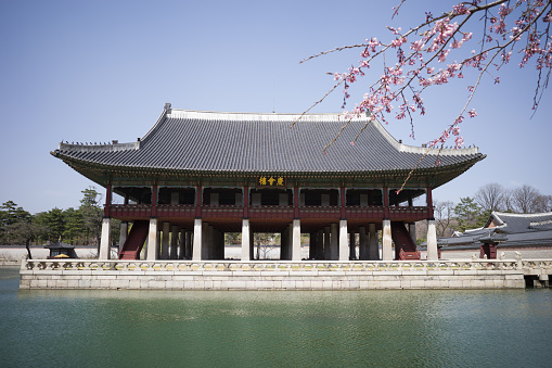 Gyeongbokgung palace with Cherry Blossom, Korea