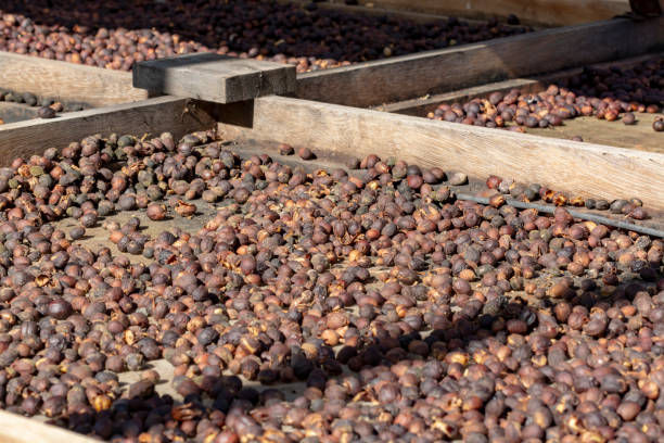 istock Traditional method of drying mature coffee beans on  open grid outside in sun lights, bio coffee farm 1146718042