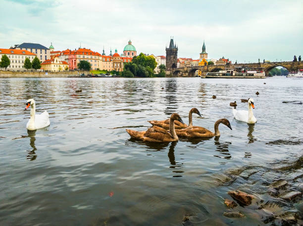 istock Swans on Vltava river in Prague, Czech republic. 1146718179