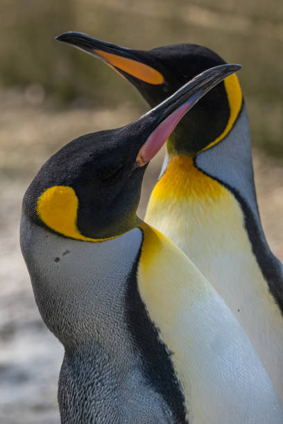 istock Two King Penguin portrait standing close together with beaks facing in opposite direction 1146720640