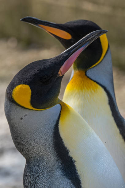 istock Two King Penguin portrait standing close together with beaks facing in opposite direction 1146720683