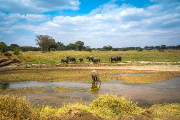 istock Elephants crossing a river in Tarangire National Park 1146721105