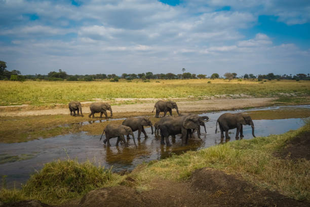 istock Elephants crossing a river in Tarangire National Park 1146721117