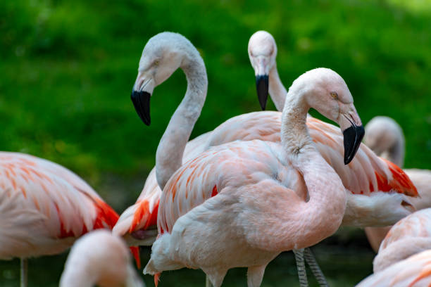 istock Pink framingo birds close up 1146721954