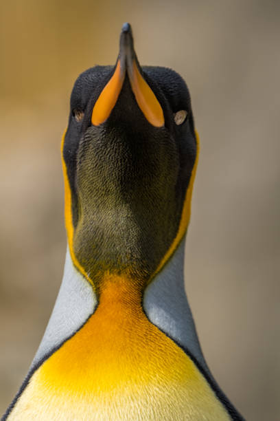 王ペンギンのクローズアップポートレート - nobody beak animal head penguin ストックフォトと画像