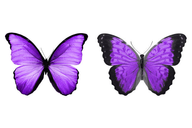 istock tropical Indigo butterfly. isolated on white background 1146722248