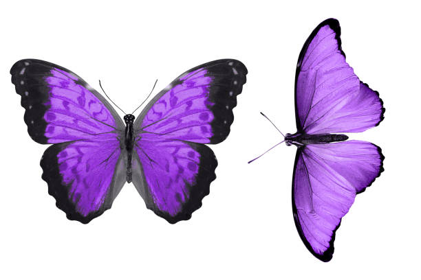 istock tropical Indigo butterfly. isolated on white background 1146722252