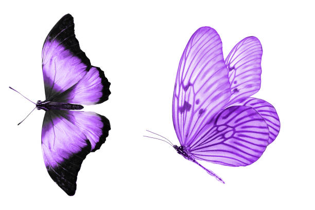tropical indigo butterfly. isolated on white background indigo butterflies isolated on white background. tropical insects. template for the designer. butterfly purple blue isolated stock pictures, royalty-free photos & images