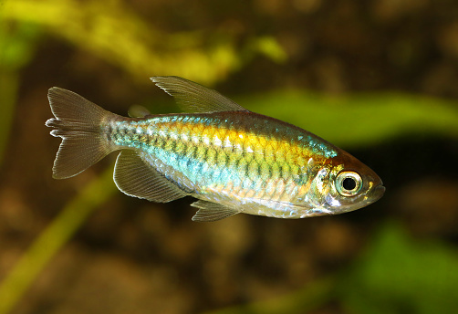 Congo tetra aquarium fish Phenacogrammus interruptus