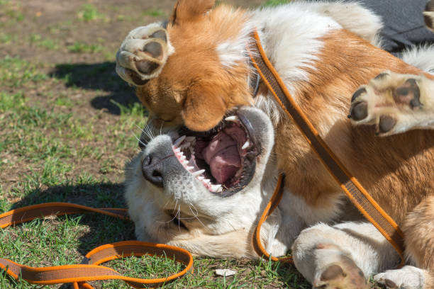 istock Fighting of two dogs 1146724233