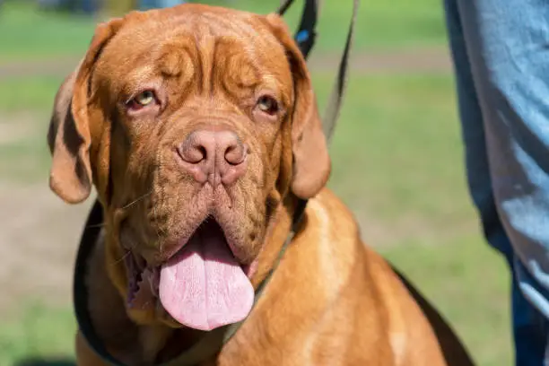 French mastiff (bordeauxdog) puppy uncropped ear stands sunny day