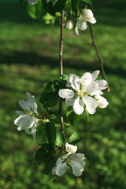 istock apple tree flowers blossoming in the sunny garden 1146724419