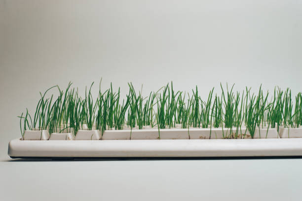 istock Old keyboard overgrown with grass on a gray background. Green world concept. 1146725878