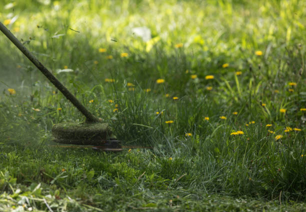 istock mowing trimmer - worker cutting grass in green yard 1146725997