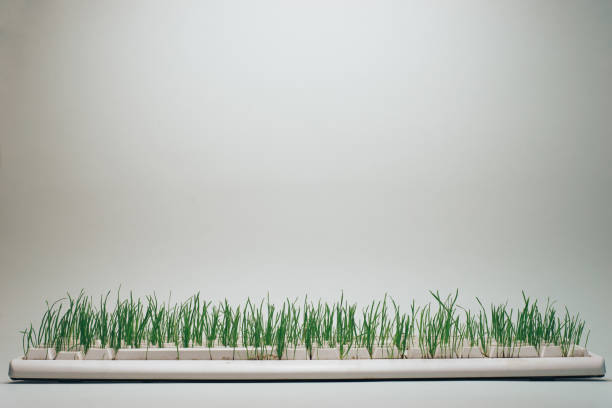 istock Old keyboard overgrown with grass on a gray background. Green world concept. 1146726939