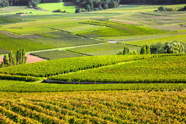 istock Vineyard of Burgundy 1146727060