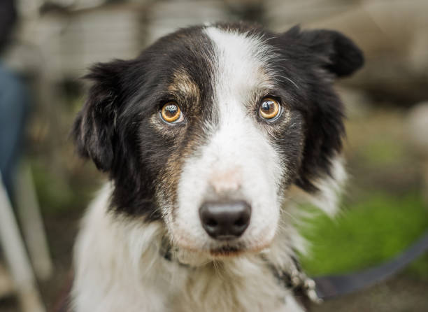 A senior Border Collie dog with a rescue at his foster home, looking at the camera with a nervous expression. He has been adopted! Sweet, tricolor, nervous Border Collie looking at the camera. He is an old, senior dog who was with a rescue. He has been adopted! sad dog shelter stock pictures, royalty-free photos & images