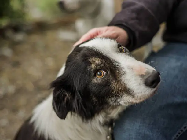 Photo of A senior dog at a Border Collie rescue being pet by his foster dad. He has been adopted!