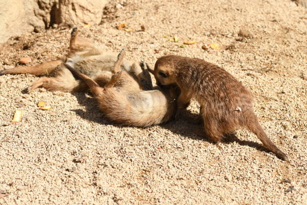 istock meerkat puppies playing in a zoo 1146727220