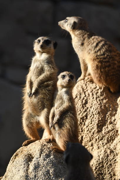 istock meerkats keep watch on a rock 1146727228