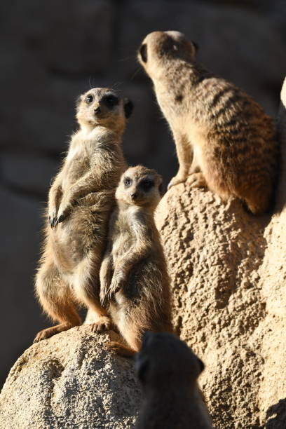 istock meerkats keep watch on a rock 1146727240
