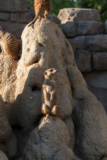 istock meerkats keep watch on a rock 1146727255