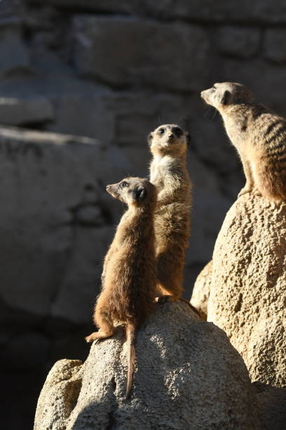 istock meerkats keep watch on a rock 1146727259