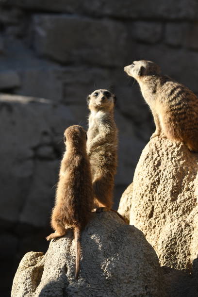 istock meerkats keep watch on a rock 1146727280