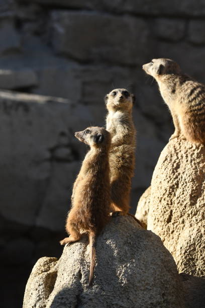 istock meerkats keep watch on a rock 1146727285
