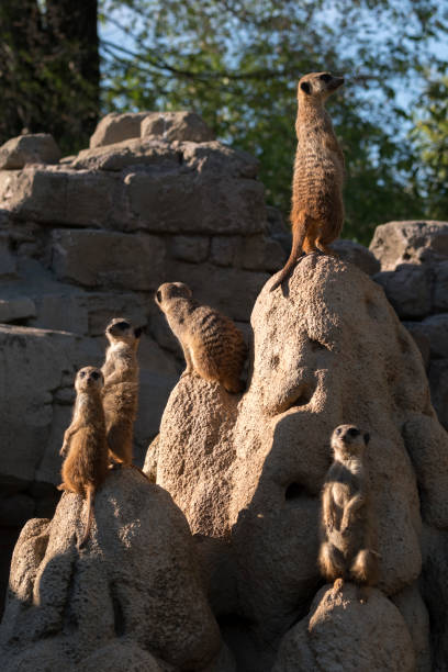 istock meerkats keep watch on a rock 1146727295
