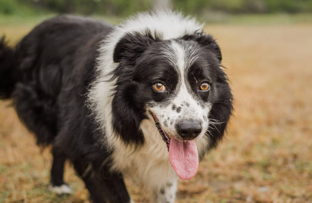 Senior black and white Border Collie looking at the camera at his foster home. He has been adopted! stock photo