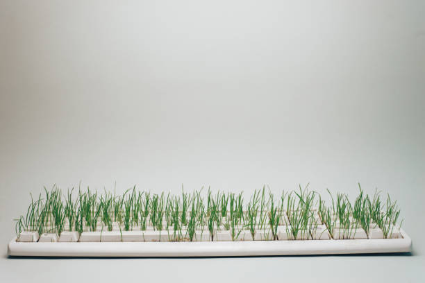 istock Old keyboard overgrown with grass on a gray background. Green world concept. 1146727368