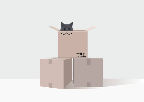 이동 하는 동안 상자에 귀 엽 고 재미 있는 영국 고양이 - cat box stock illustrations
