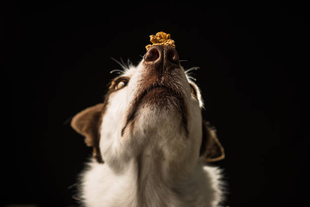 Border Collie dog balancing treats on its nose stock photo