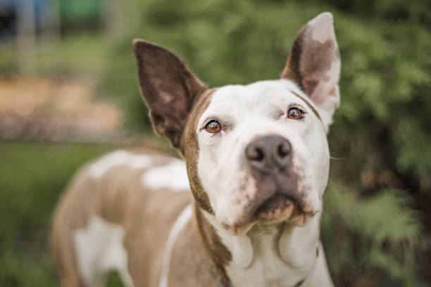 Sweet brown and white pitbull or Pit Bull type dog looking at the camera with perked ears at her foster home stock photo
