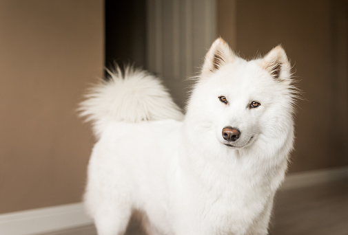 Curious, calm, happy and fluffy white dog looking at the camera