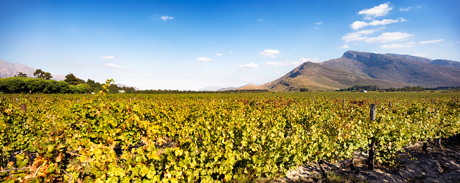 Panoramic view of South African vineyard near Worcester at sunset with blue sky and Haweqwa mountain range in the background.