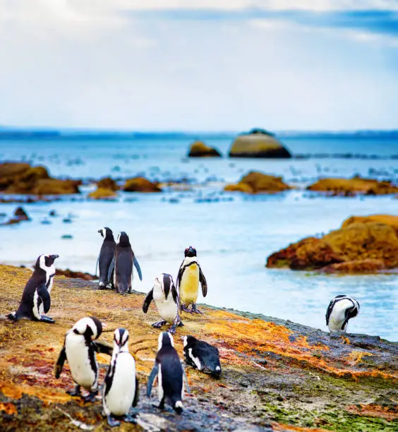 Small group of Jackass penguins socializing on mossy rock in South Africa's Simonstown.